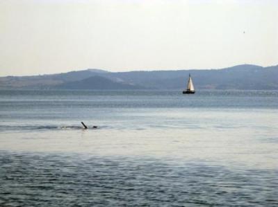 Fishing and Swimming in the Lake of Bolsena