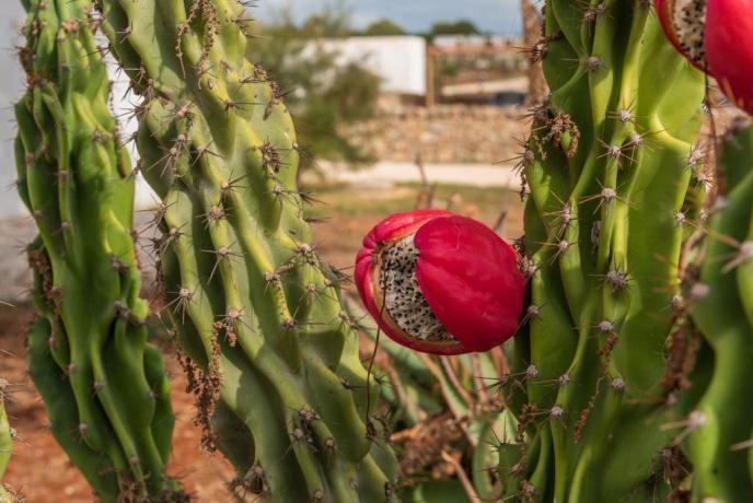 Masseria Manduria percorsi naturalistici Salento 