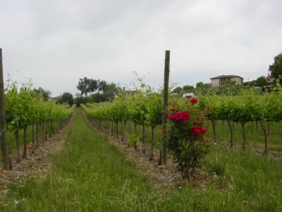 camminanda 2005