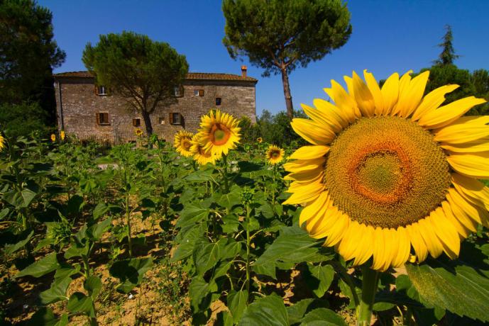 Agriturismo in Campagna ideale per Famiglie-Gruppi-Asciano 