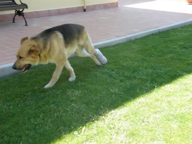 Residence a Campiglia Marittima animali ammessi