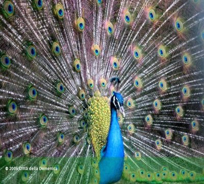 Animali da cortile nel parco