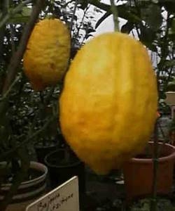 Cedro di Diamante