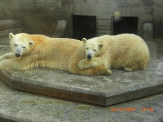 See polar bears in Tuscany