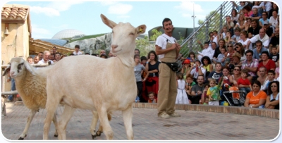 Shows with farm-animals