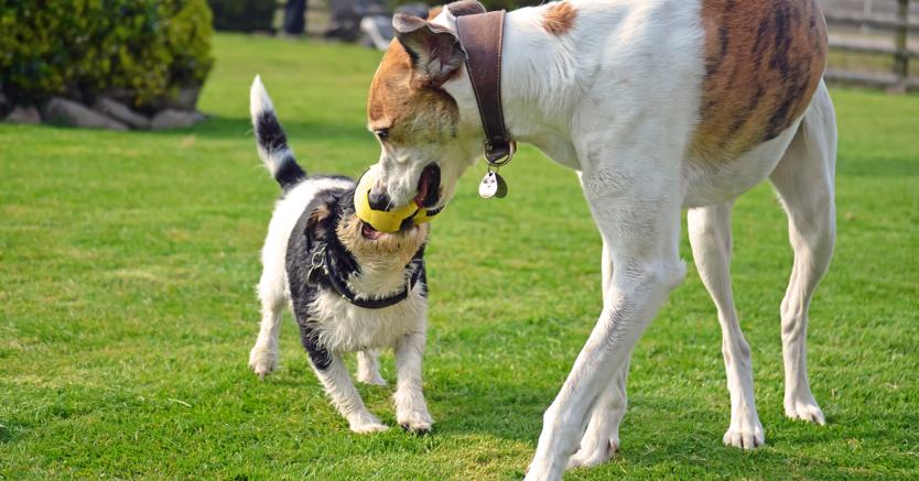 Casolare Gubbio ammessi animali domestici