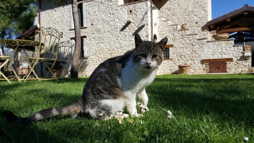 Gatto nel giardino della Country House a Ferentillo 