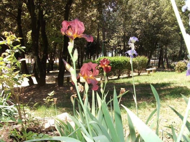 Fiori nel parco a Corciano