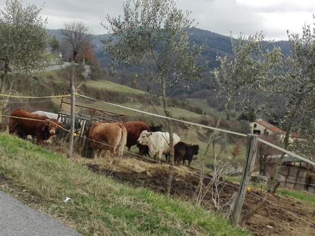 Prati vicino Firenze: Azienda-Agrituristica Val di Sieve 