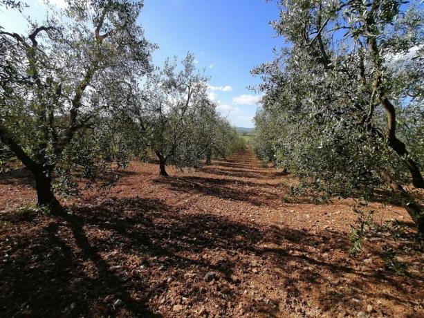 Agriturismo bio con produzione olio Manciano-Grosseto