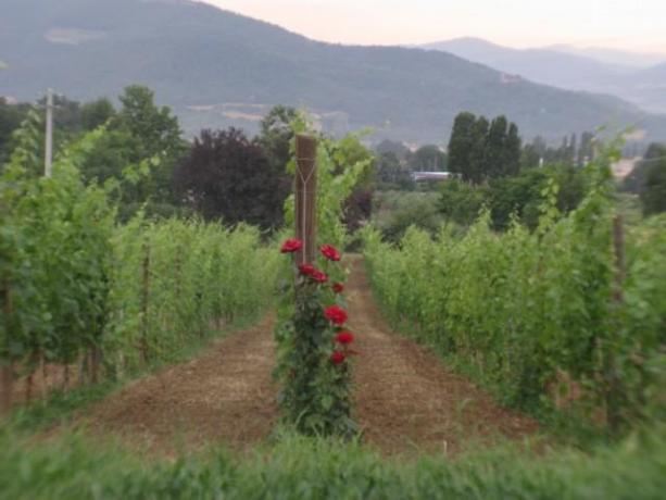 Agriturismo con attività agricola a Umbertide 