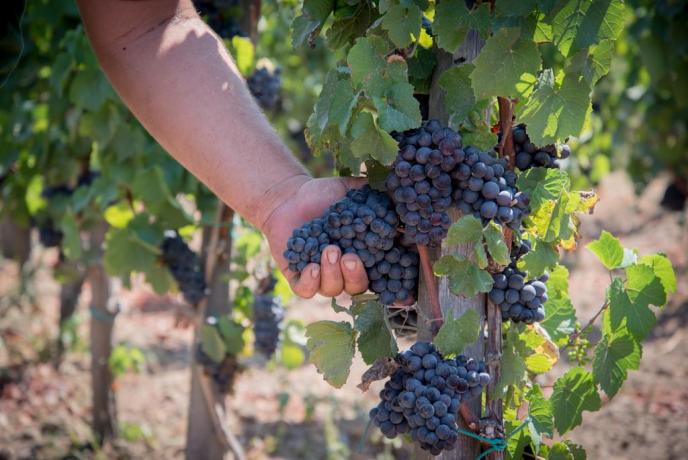 Relais con produzione vino Lipari Sicilia