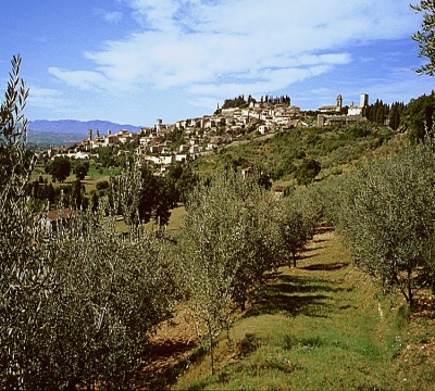 Gli olivi