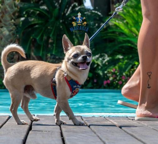 Villaggio con animali ammessi a Paestum