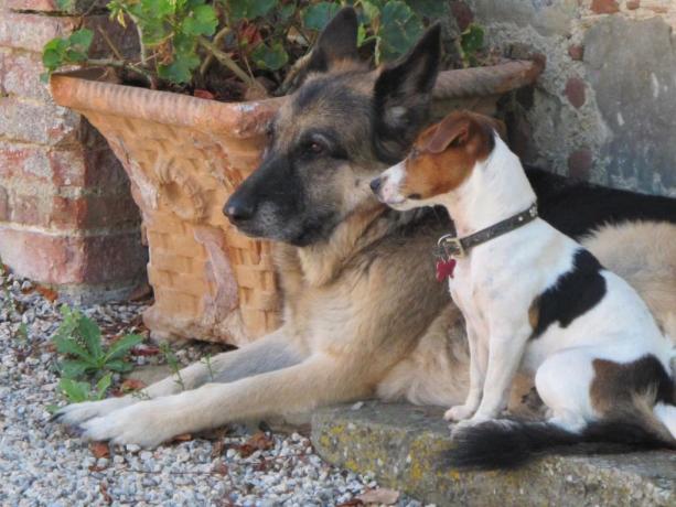Villa ad Arezzo con animali ammessi