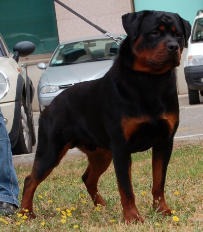 allevamento-rottweiler-reggio-calabria