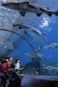 Tunnel Aquarium with big sharks, Last Minute