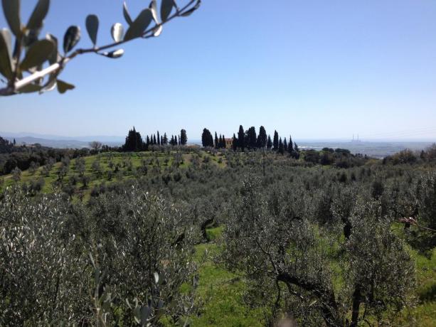 Chiusa di ulivi adiacente al Casale Toscano