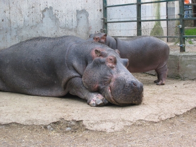 Where to sleep near the Zoo of Pistoia