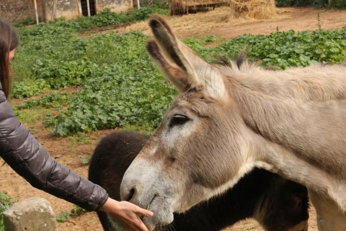 Agriturismo con Fattoria Didattica per Bambini-Orbetello 