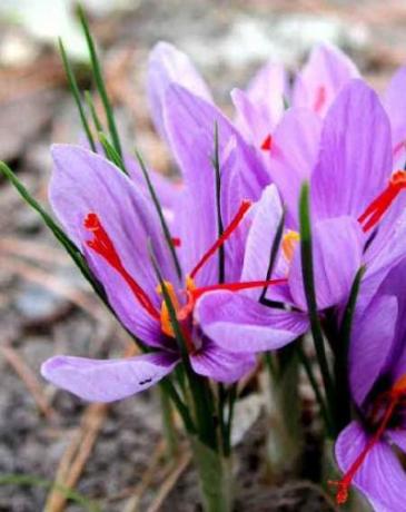 fiori dello zafferano