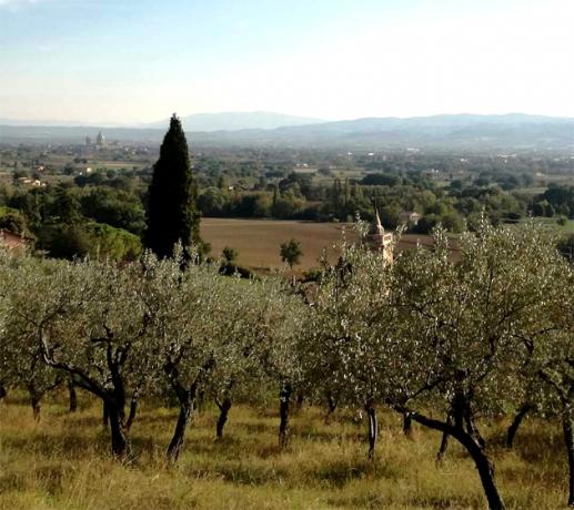 Vista Panoramica su Santa-Maria degli Angeli e Perugia 