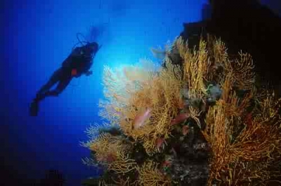 immersioni a ponza