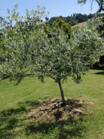 Coltivazioni di Ulivi in Fattoria a Coltavolino