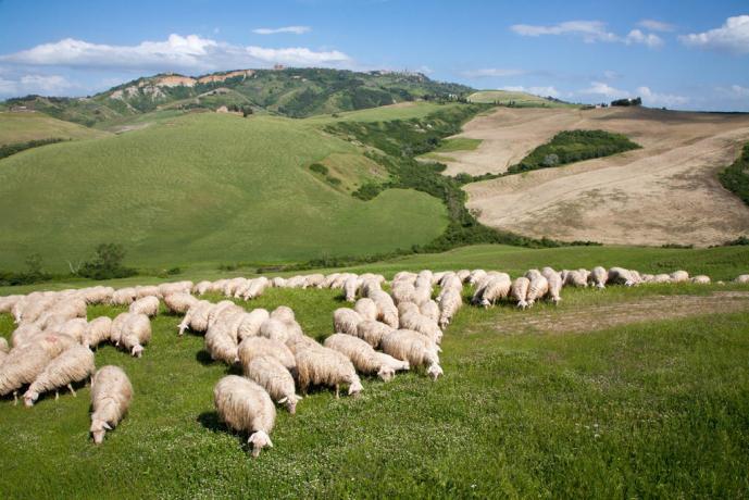 Allevamento di pecore alla Fattoria di Volterra 