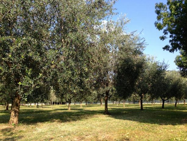 Agriturismo B&B immerso nel verde
