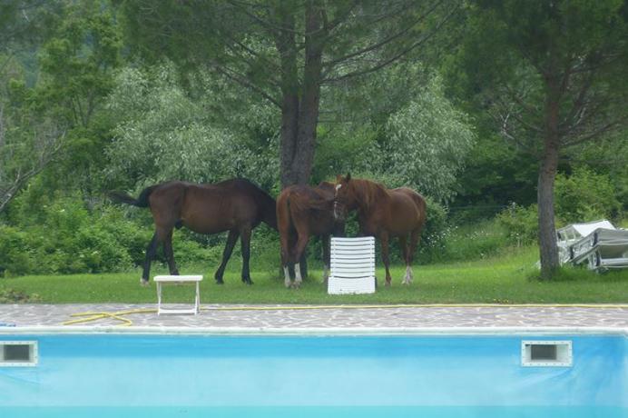 Casali con Appartamenti e Piscina vicino Assisi 