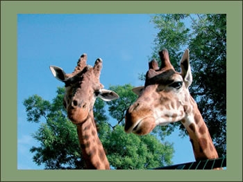 Vacanze allo Zoo di Pistoia in Toscana