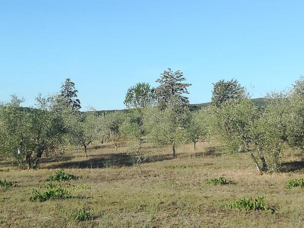 Agriturismo immerso nel verde delle colline Toscane 