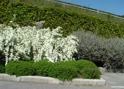 Realizzazione spazi verdi, aree urbane