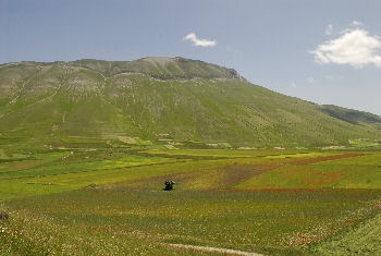 Fiorita di Castelluccio di Norcia