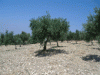 Vendita diretta olio in Sicilia, Agrigento