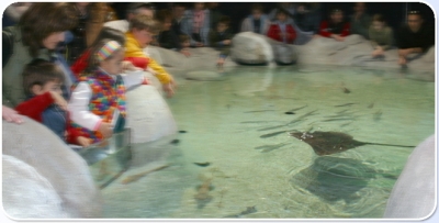 Acquari con specie marine varie