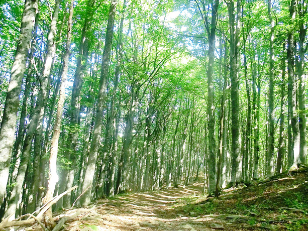 Hotel ideale per escursioni sul Monte Fumaiolo 