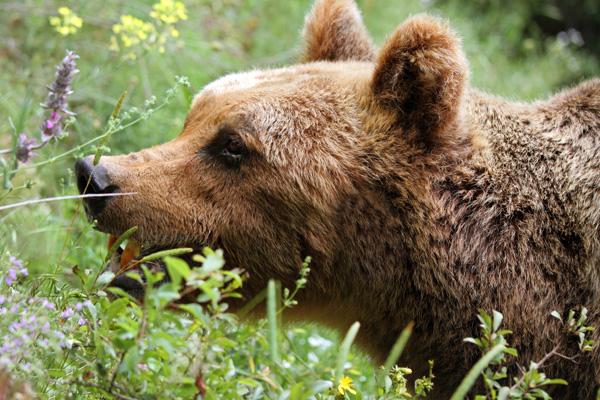 Orso bruno nel Parco Nazionale d'Abruzzo
