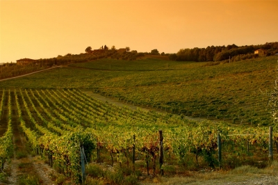 Vigneto nel Chianti