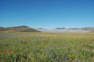 Castelluccio fioritura a Norcia 