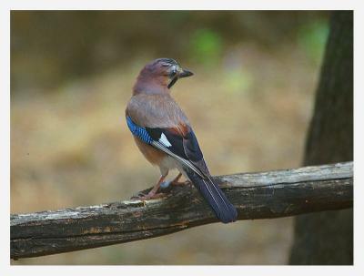 Birdwatching on holiday in italy, holiday bargains!