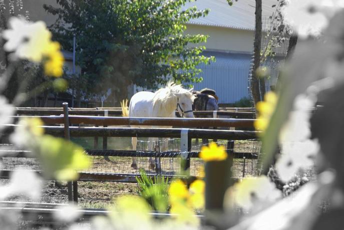 Agriturismo con animali ammessi