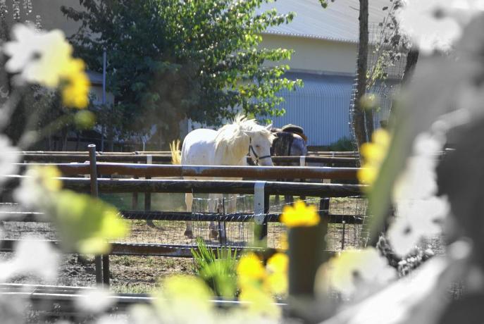 Agriturismo con animali ammessi 