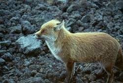 Fox on Etna