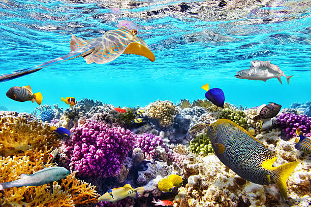 vacanze-snorkling-sharm-offerta-allinclusive-7notti-volo-resort-trasfer 