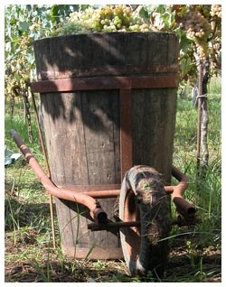 The wine-yards of Castelli Romani