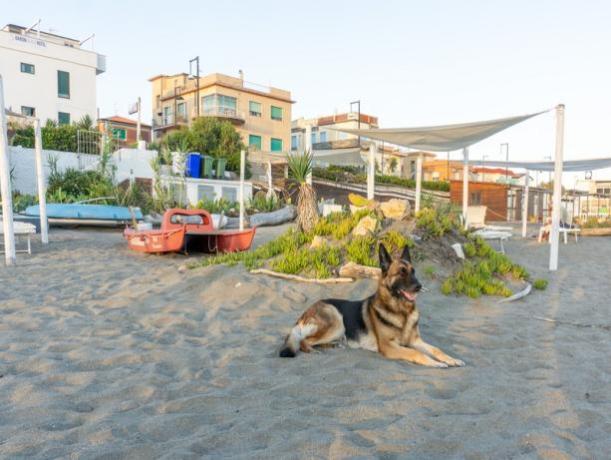 Unica spiaggia pet friendly del litorale 