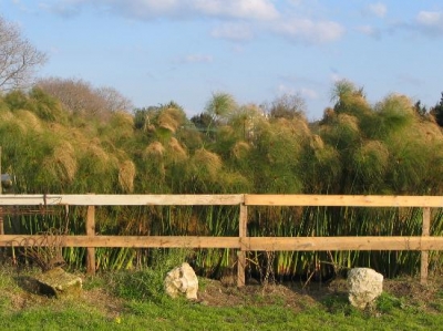 papiro a siracusa