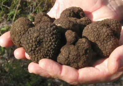 Nero Norcia - Mostra Mercato - Il tartufo